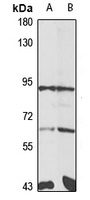 Anti-Striatin-3 Antibody