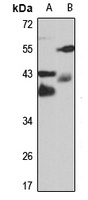 Syntaxin-7 antibody