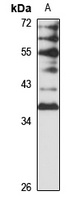 DUSP24 antibody