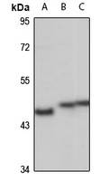 SUCLG2 antibody