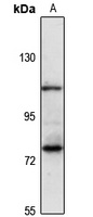 Sulf-1 antibody