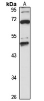 Anti-SUMF1 Antibody