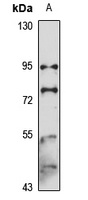 Anti-SUN1 Antibody