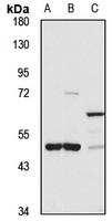 SUV420H2 antibody