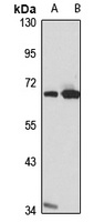 SWAP-70 antibody