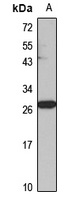 Synaptogyrin-1 antibody