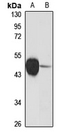 Anti-TAL1 Antibody