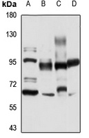 TAS1R3 antibody