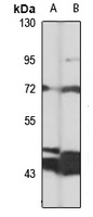 TBC1D23 antibody