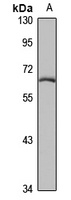 Anti-T-bet Antibody