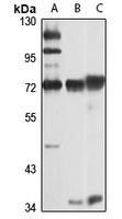 TDRKH antibody