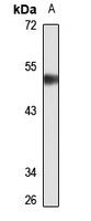 AP-2-alpha antibody