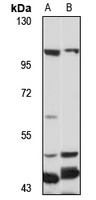 TGN46 antibody