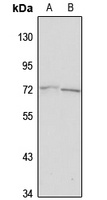 Anti-ICB1 Antibody