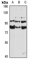 Anti-THOC5 Antibody