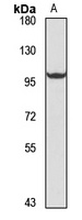 TLR5 antibody