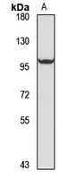 Anti-TLR5 Antibody