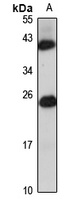 Anti-TMED3 Antibody
