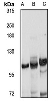 TMEM132D antibody