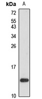 FN14 antibody