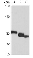 Anti-Transportin 1 Antibody