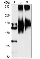 Tenascin R antibody