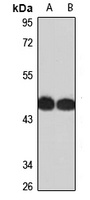 Anti-TOM1 Antibody