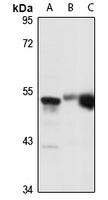 Anti-TOM1L1 Antibody