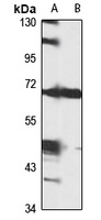 Anti-GCX-1 Antibody