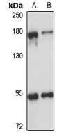 Anti-53BP2 Antibody