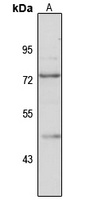 Anti-TRAF7 Antibody