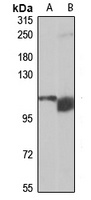 TRAPPC10 antibody