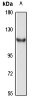 TRH-DE antibody