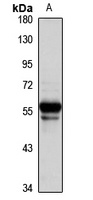 TRHR antibody