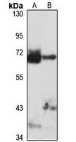 Anti-TRIM26 Antibody