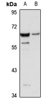 Anti-TRIM27 Antibody