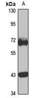 TRIM29 antibody