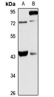 TRIM54 antibody