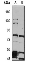 VRL-1 antibody