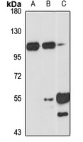 DENTT antibody