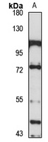 Gamma-taxilin antibody
