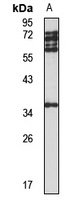 UBAC2 antibody