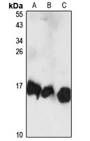 UBE2D3 antibody