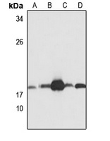 UBE2L6 antibody