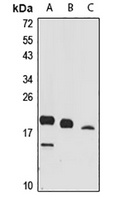 UBC12 antibody