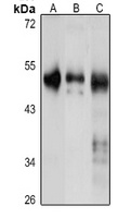 UBR7 antibody
