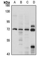 UNC93B1 antibody