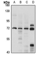 Anti-UNC93B1 Antibody