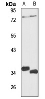 Anti-USP18 Antibody