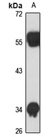 USP46 antibody